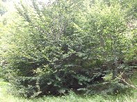 Grotta_del_Turco - 20100627 124.jpg